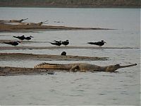 Fauna & Flora: gharial crocodile