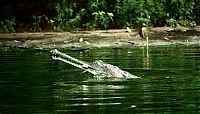 Fauna & Flora: gharial crocodile