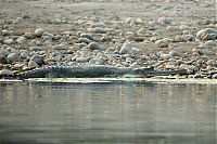 TopRq.com search results: gharial crocodile