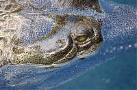 Fauna & Flora: gharial crocodile