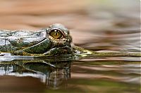 TopRq.com search results: gharial crocodile