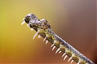 Fauna & Flora: gharial crocodile