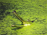 Fauna & Flora: gharial crocodile