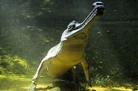 Fauna & Flora: gharial crocodile