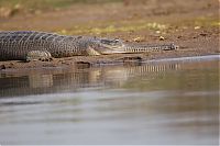 gharial crocodile