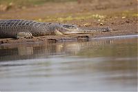 Fauna & Flora: gharial crocodile