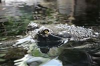 gharial crocodile
