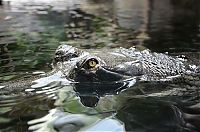 Fauna & Flora: gharial crocodile