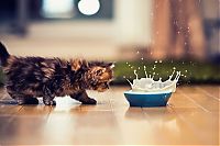 adorable tiny kitten