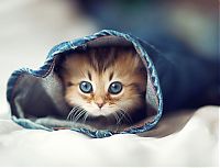 TopRq.com search results: adorable tiny kitten