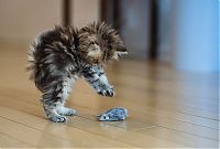 TopRq.com search results: adorable tiny kitten