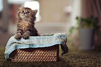 Fauna & Flora: adorable tiny kitten