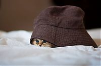 adorable tiny kitten
