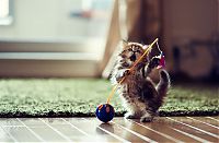 adorable tiny kitten