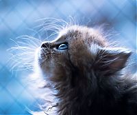 adorable tiny kitten