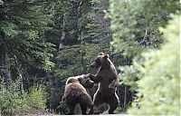 TopRq.com search results: Fighting bears, Alaska, United States