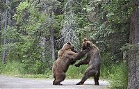 Fauna & Flora: Fighting bears, Alaska, United States