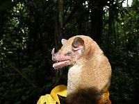 Fauna & Flora: Wild bats, Peru