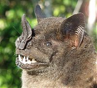 Wild bats, Peru