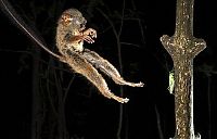 tarsier hunting a mantis