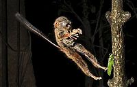 tarsier hunting a mantis