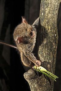 tarsier hunting a mantis