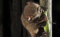 TopRq.com search results: tarsier hunting a mantis