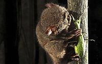 tarsier hunting a mantis