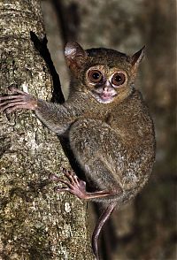 tarsier hunting a mantis