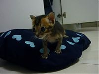 TopRq.com search results: Noah, rescued kitten became a new family member