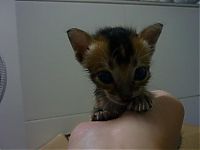 TopRq.com search results: Noah, rescued kitten became a new family member