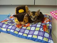 TopRq.com search results: Noah, rescued kitten became a new family member
