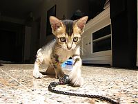 TopRq.com search results: Noah, rescued kitten became a new family member