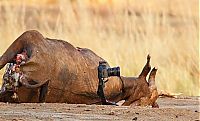 lioness stealing a camera