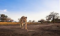 Fauna & Flora: lioness stealing a camera