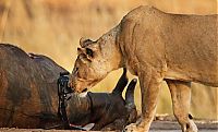 Fauna & Flora: lioness stealing a camera