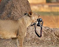 TopRq.com search results: lioness stealing a camera