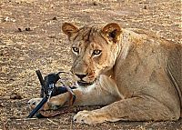 Fauna & Flora: lioness stealing a camera