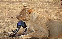 lioness stealing a camera