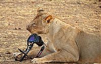 Fauna & Flora: lioness stealing a camera