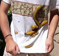 TopRq.com search results: yellow banana slug