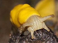 Fauna & Flora: yellow banana slug