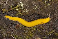 Fauna & Flora: yellow banana slug