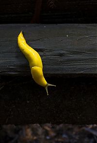 Fauna & Flora: yellow banana slug