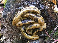 Fauna & Flora: yellow banana slug