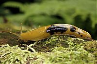 Fauna & Flora: yellow banana slug