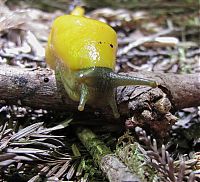 Fauna & Flora: yellow banana slug