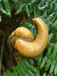 Fauna & Flora: yellow banana slug