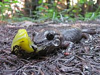 Fauna & Flora: yellow banana slug