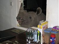 TopRq.com search results: Baby rhino pet, Zimbabwe